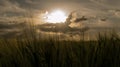 Cornfield in the sunset. the sun rays break through the clouds. The grain is ready