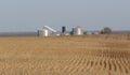 Cornfield Surrounding Farm