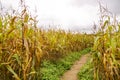 Cornfield with tall rows of corn. Ripe corn on the stalks. Royalty Free Stock Photo