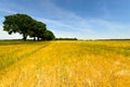 Cornfield with tree row, blue sky and clouds Royalty Free Stock Photo