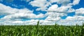 Cornfield under the blue sky with white clouds. Cultivated corn plantation with unripe green maize crops Royalty Free Stock Photo