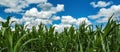 Cornfield under the blue sky with white clouds. Cultivated corn plantation with unripe green maize crops Royalty Free Stock Photo