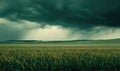 Cornfield under stormy skies, contrast of green and grey Royalty Free Stock Photo