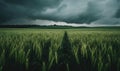 Cornfield under stormy skies, contrast of green and grey Royalty Free Stock Photo
