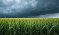 Cornfield under stormy skies, contrast of green and grey Royalty Free Stock Photo