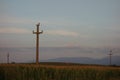 Cornfield and voltage poles at twilight in Romania Royalty Free Stock Photo