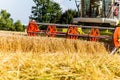 Cornfield with wheat at harvest Royalty Free Stock Photo