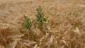 Cornfield in the wind, barley, rye, wheat, with a field-thistle Cirsium arvense closeup, texture, background Royalty Free Stock Photo