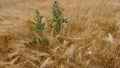 Cornfield in the wind, barley, rye, wheat, with a field-thistle Cirsium arvense closeup, texture, background Royalty Free Stock Photo