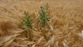 Cornfield in the wind, barley, rye, wheat, with a field-thistle Cirsium arvense closeup, texture, background Royalty Free Stock Photo