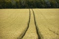 Cornfield yelden village bedfordshire home counties england