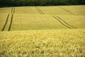 Cornfield yelden village bedfordshire home counties england Royalty Free Stock Photo