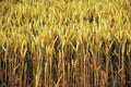 Cornfield yelden village bedfordshire home counties england Royalty Free Stock Photo