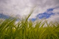 Cornfield Royalty Free Stock Photo