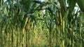 Cornfield, young corn tree, green background Royalty Free Stock Photo