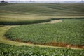 Cornfields Royalty Free Stock Photo