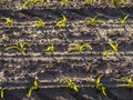 Cornfields planted in the spring in the morning Royalty Free Stock Photo