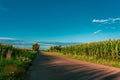 Cornfields in Poland with a blue sky. Royalty Free Stock Photo