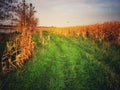 Cornfields in Poland Royalty Free Stock Photo