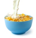 Cornflakes dry breakfast with milk. Stream of milk with cheese and splash pours into blue plate with cereal. Isolated on white Royalty Free Stock Photo