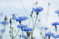 Cornflower Royalty Free Stock Photo