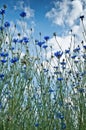 Cornflower