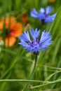 Cornflower Royalty Free Stock Photo