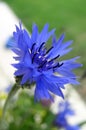 Cornflower