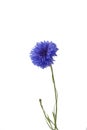 Cornflower