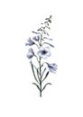 Cornflower adorable watercolor blue flower isolated on white background