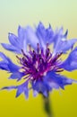 Cornflower Royalty Free Stock Photo