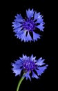 Cornflower or bachelor`s button, from above and front view, over black