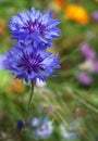 Cornflower or bachelor`s button flower in a thicket of bushes in summer