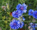 Cornflower Or Batchelor`s Button Or Centaurea Cyanus