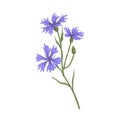 Cornflower, blossomed floral plant. Vintage botanical drawing of knapweed, wild flower. Realistic field bluebottle. Hand