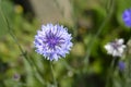 Cornflower Royalty Free Stock Photo