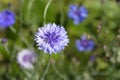 Cornflower Royalty Free Stock Photo