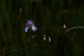 cornflower blue standing alone Royalty Free Stock Photo