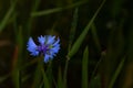 cornflower blue standing alone Royalty Free Stock Photo