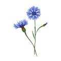Cornflower, bouquet, blossoming buds, top and side view