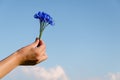 Cornflower bouquet female hand blue sky background Royalty Free Stock Photo