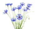 Cornflower. Bouquet of wild blue flowers. Royalty Free Stock Photo