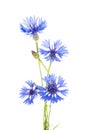 Cornflower. Bouquet of wild blue flowers. Royalty Free Stock Photo