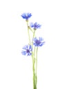 Cornflower. Bouquet of wild blue flowers. Royalty Free Stock Photo