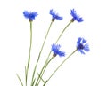 Cornflower. Bouquet of wild blue flowers. Royalty Free Stock Photo