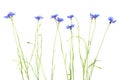 Cornflower. Bouquet of wild blue flowers. Royalty Free Stock Photo