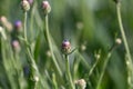 cornflower buds in the beautiful dense green meadow grass