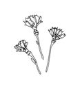 Cornflower, carnation flower one line art. Continuous line drawing of plants, herb, flower, blossom, nature, flora