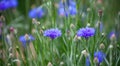 Cornflower, Centaurea cyanus, Asteraceae. Blue flowers of cornflower grow densely in the garden. Royalty Free Stock Photo