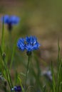 Cornflower, Centaurea cyanus, Asteraceae. Cornflower Herb or bachelor button flower in garden Royalty Free Stock Photo